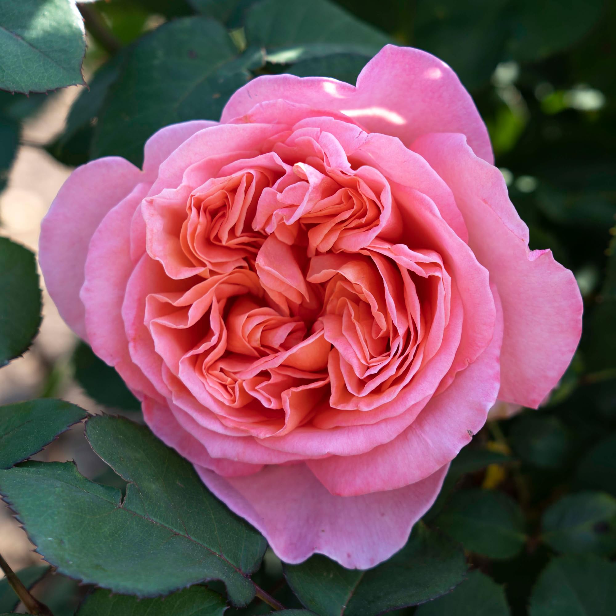 Amazon.com : Summer Romance Rose Live Plant 1.5 Gallon Potted, Very  Fragrant Pink Flowers, Own Root Floribunda, Stargazer Perennials : Patio,  Lawn & Garden
