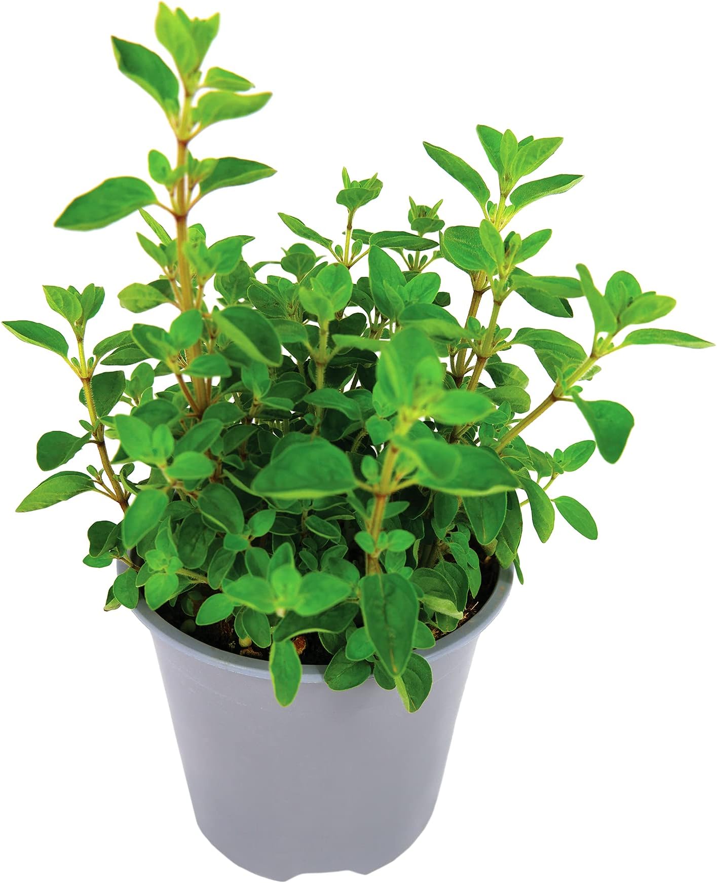 French Tarragon Plug Plants. 'Vienco'. Medium Plug Plants x 4. Estragon