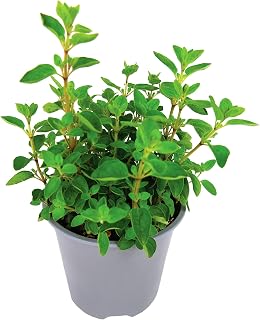 Oregano Plant in 14cm Pot - Culinary Herb Plant | Fresh Herbs, Aromatic, Easy to Grow, Indoor and Outdoor Growing