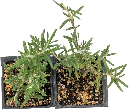 Miniatura 7 de Rosmarinus officinalis 'Ken Taylor' Rosmarinus officinalis 'Ken Taylor' - Hierba perenne fragante para cocinar, jardines y contenedores  Plantas