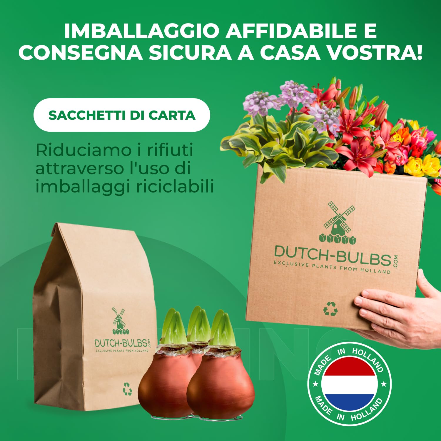 Bulbi di Amaryllis Cera Bronze - 2 Bulbi Fiori in Grande Formato 26/30