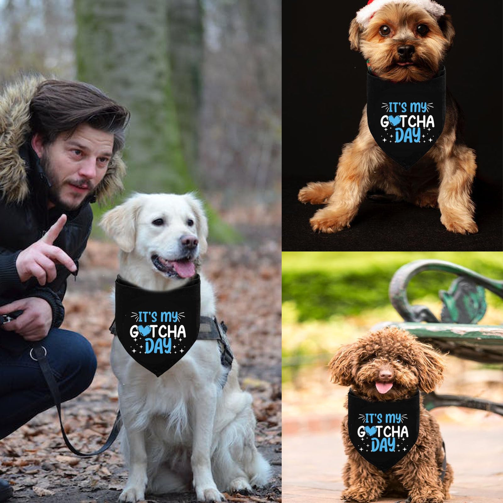 Gotcha Dog Memes Happy Gotcha Day Dog Per Adoption Greeting Card For gotcha-dog-memes-happy-gotcha-day-dog-per-adoption-greeting-card-for