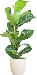 BloomPost Ficus Lyrata 'Fiddle Leaf Fig' - 70-80 cm + Bio Pot - Indoor Plant - Low Maintenance House Plant - Easy to Grow Home Office Plants - Next Day Free UK Delivery