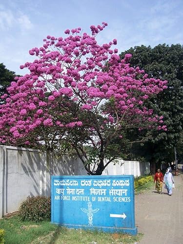 Miniatura 4 de Tabebuia Impetiginosa - Árbol de trompeta púrpura - 5 plantas vivas en macetas de 4 pulgadas - Tabebuia Impetiginosa - Hermoso árbol en flor
