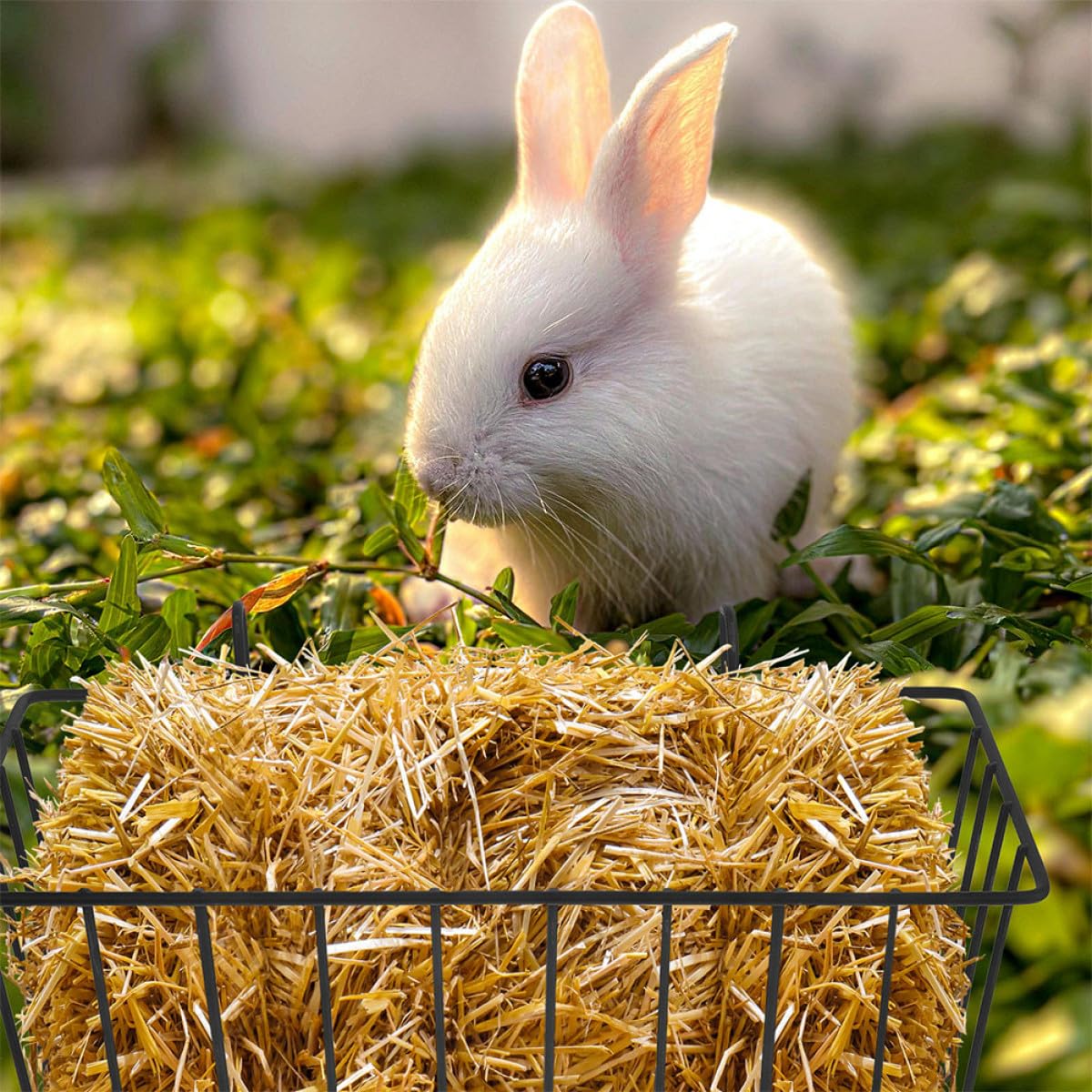 Mangeoire à Foin pour Lapin, Panier en Fer Noir, Lot de 5