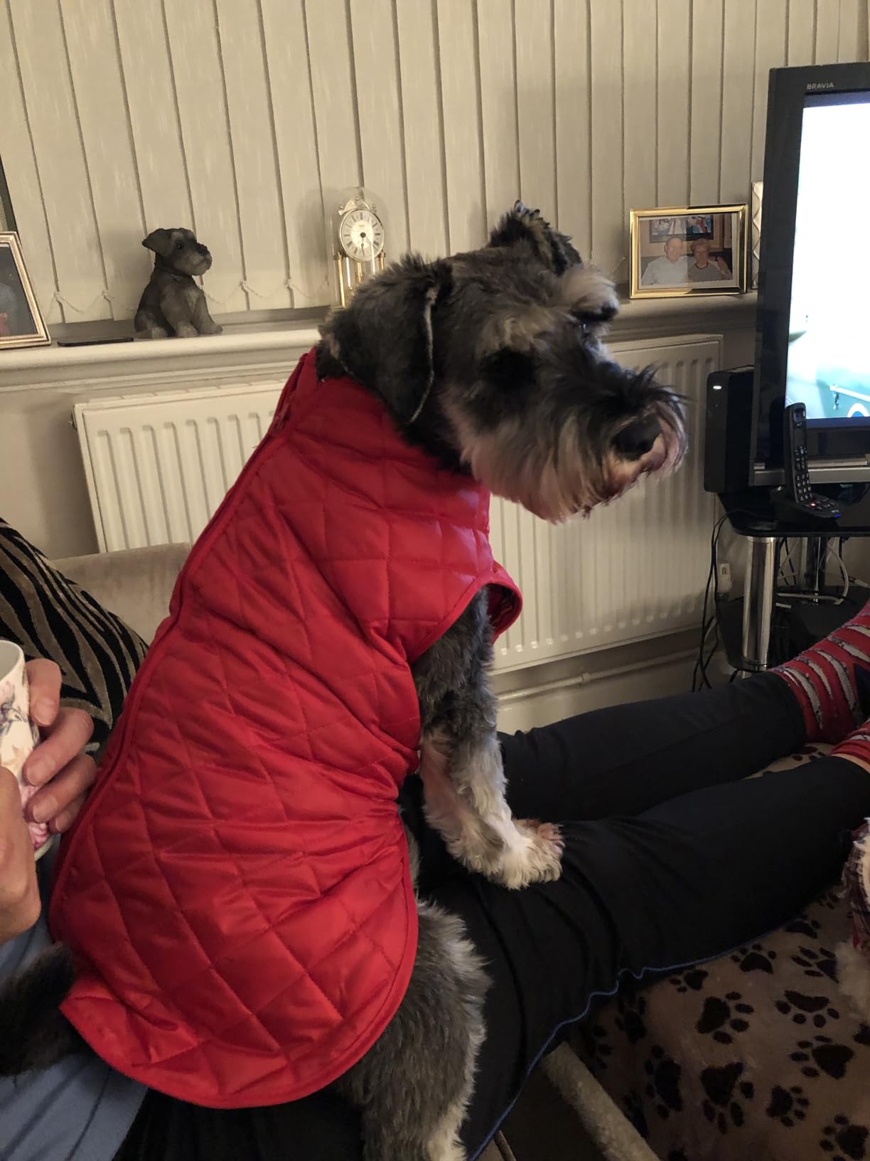 Cosipet Quilted Step in Suit, 16inch/ 41 cm, Navy Amazon.co.uk Pet