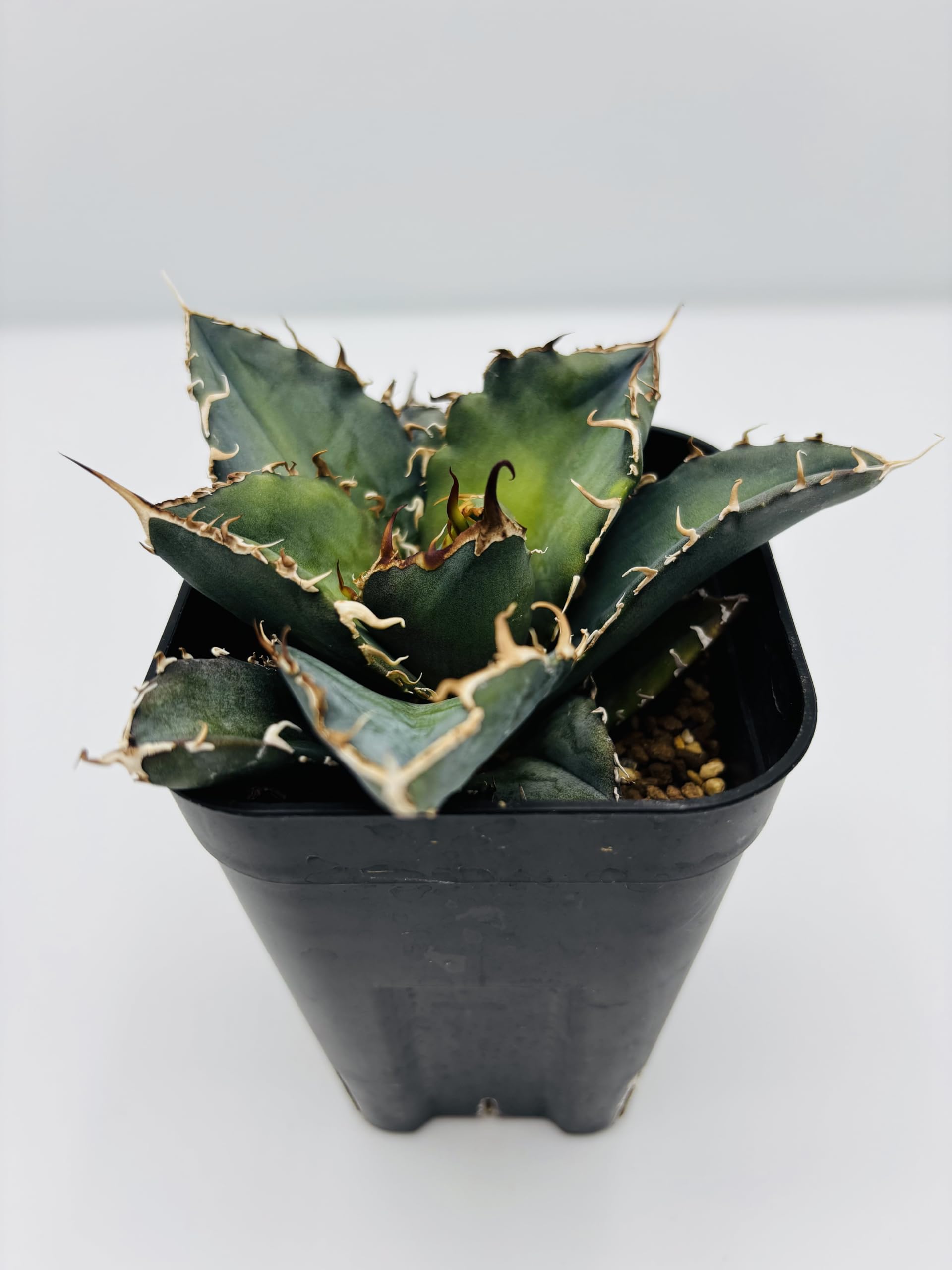 Amazon｜アガベ チタノタ 白鯨/Agave titanota 'White Whale/観葉植物