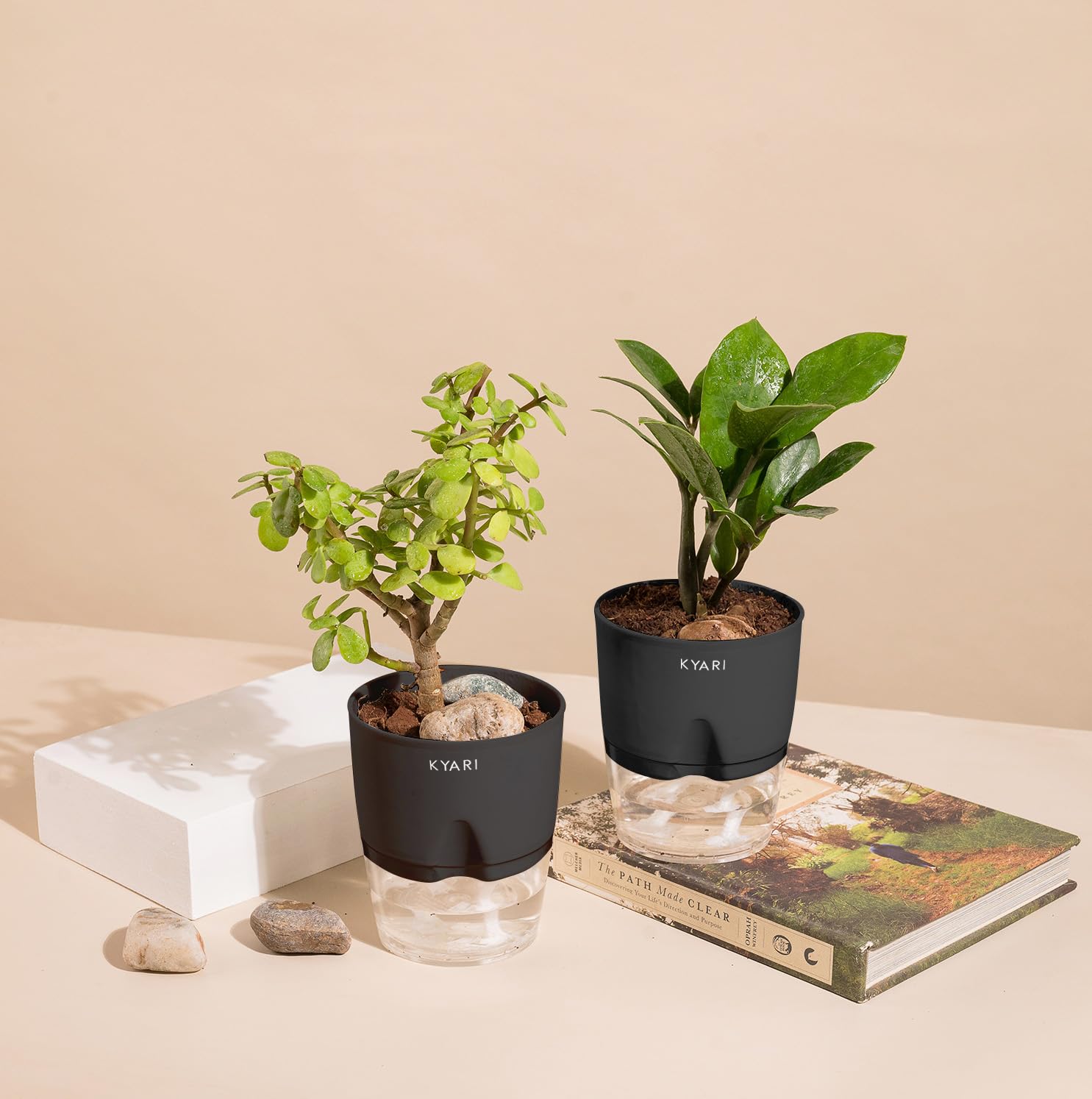 KYARI Zamia Green (ZZ)-Jade Combo of 2 Indoor Plants for Living Room | Live Plants | Plants with Black Pot for Home Air purifier plants | Plants for Home Decor | Plants for garden