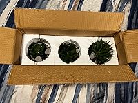 Review Image by RTWK