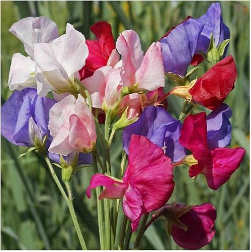 Miniatura 3 de Everwilde Farms - 50 semillas de flores silvestres de guisantes dulces de Mammoth Mix - Paquete de semillas jumbo Gold Vault