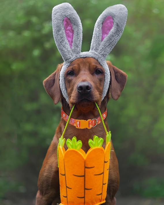 Medium Dog Collar Easter, Adjustable Quick Release Dog Collar Set 3/4 inch