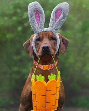 Medium Dog Collar Easter, Adjustable Quick Release Dog Collar Set 3/4 inch
