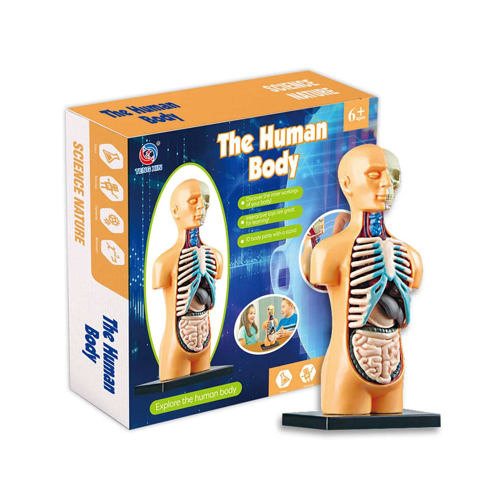 Buy komsoup Human Body Model For Kids, Anatomy Teaching Aids, Body