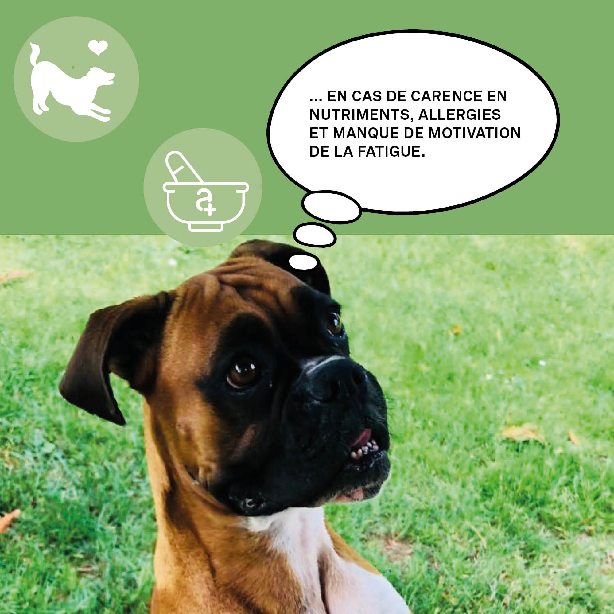 animaux nutrients 365 – 60 comprimés à mâcher – Vitamines pour Chiens, Soutien du métabolisme, du système immunitaire et du Pelage, avec Complexe de vitamines B, oméga 3, Ginseng et Plus Encore