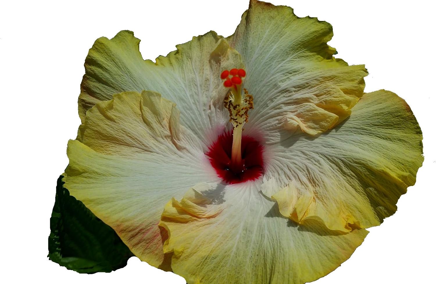 Evangaline - Exotic Tropical Hibiscus rosa-sinensis Hybrid - Live Plant - Big Single Yellow White Pink Ruffled Flower - Emerald Goddess Gardens - Starter Sz 4 Inch Pot