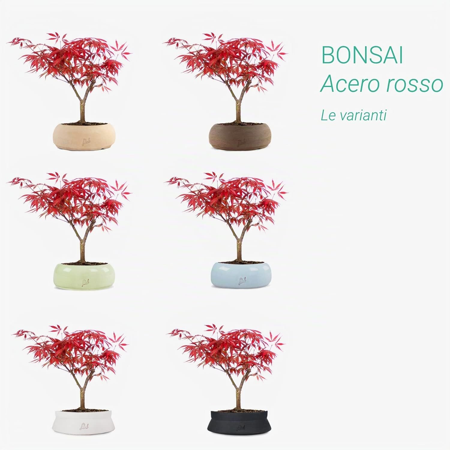 FLOB Acero Rosso Giapponese Altezza 30 cm, Pianta Vera, Bonsai- posizionare all'Esterno in Una Zona Luminosa, Vaso Artigianale in Terracotta - Bianco Space