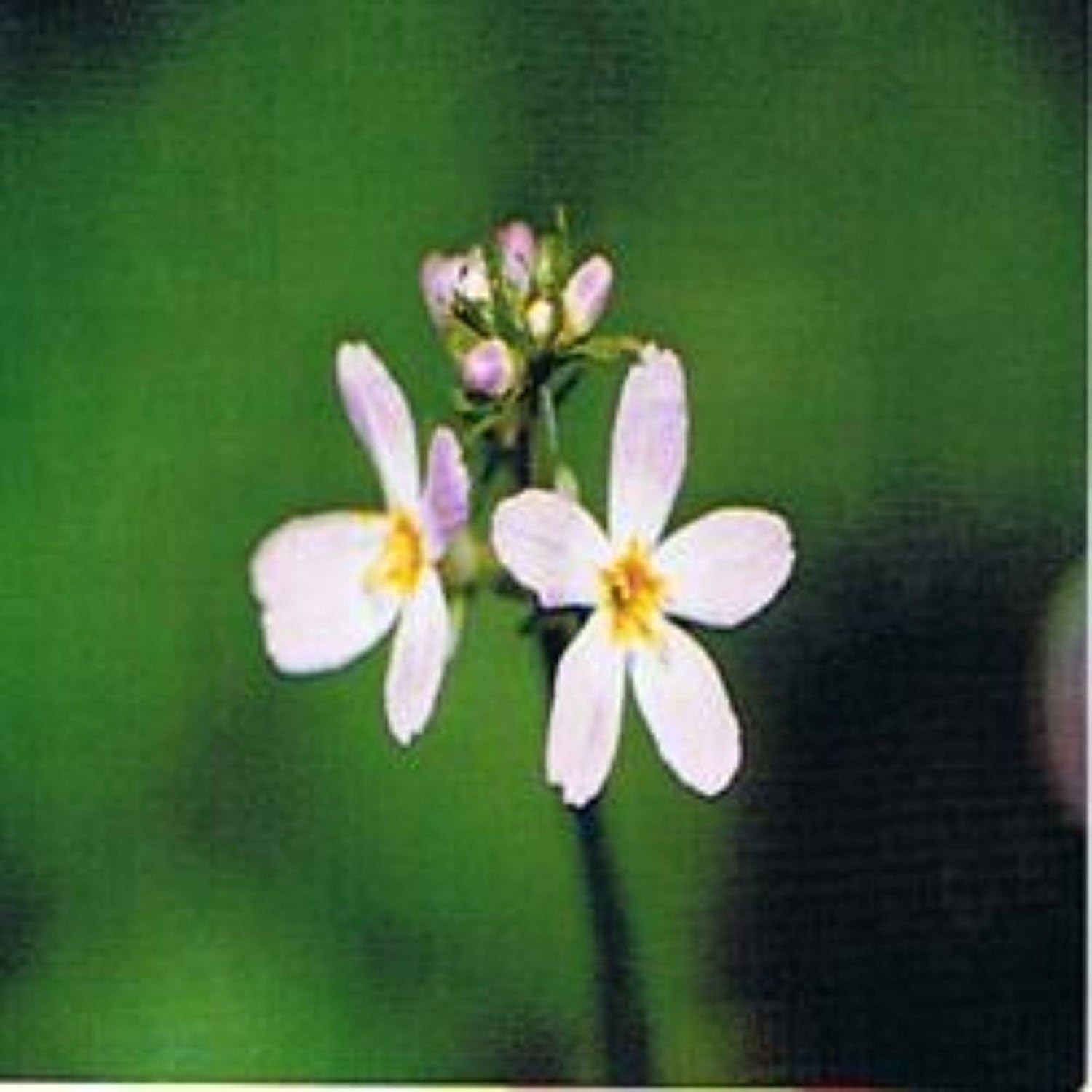 Ainsworths10 ml Water Violet Bach Flower Remedy