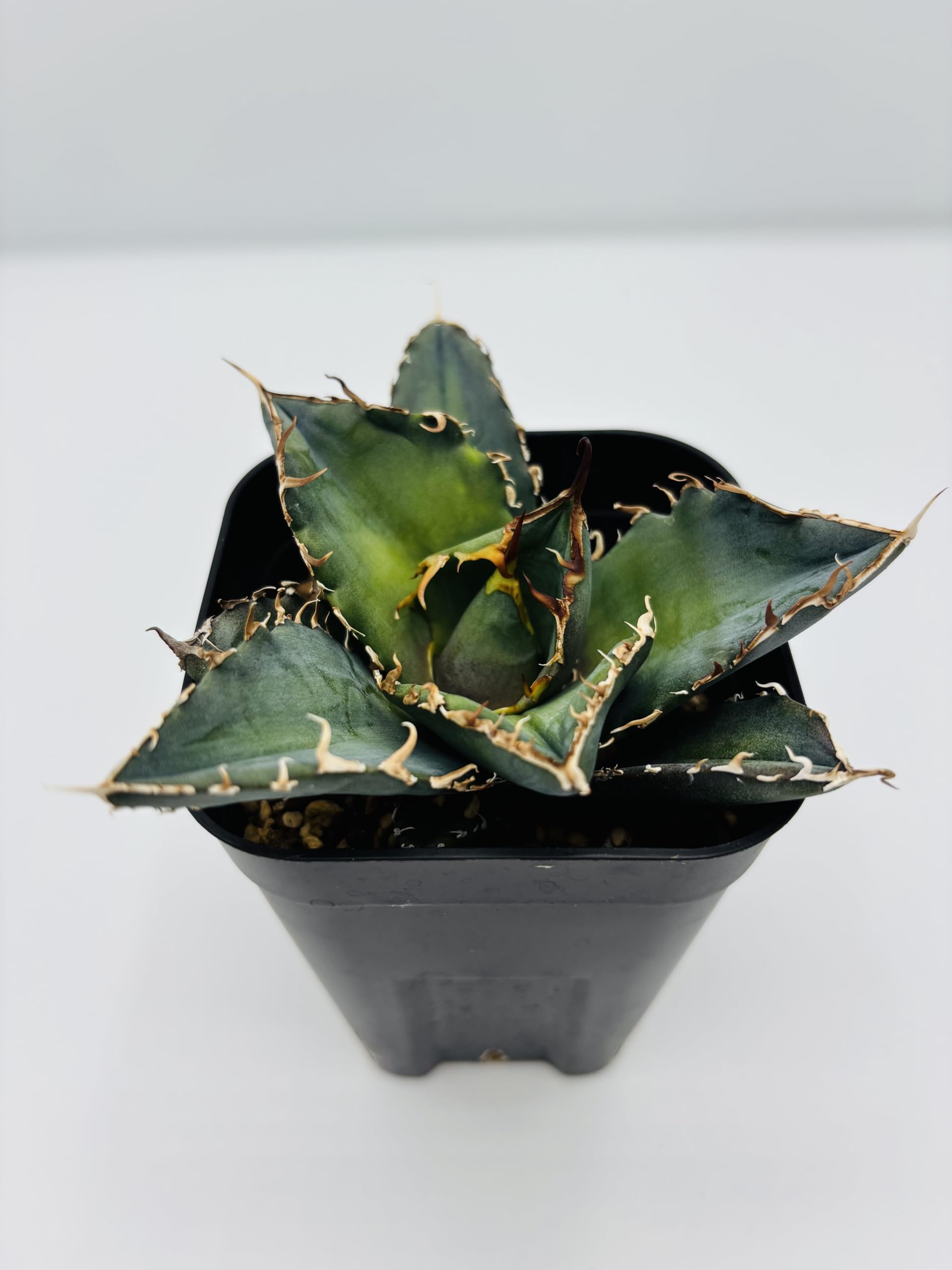Amazon｜アガベ チタノタ 白鯨/Agave titanota 'White Whale/観葉植物