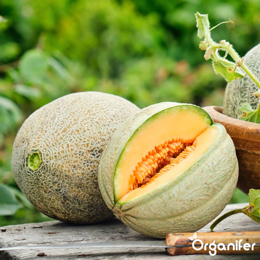 Organifer Fertilizzante liquido organico 1L per melone