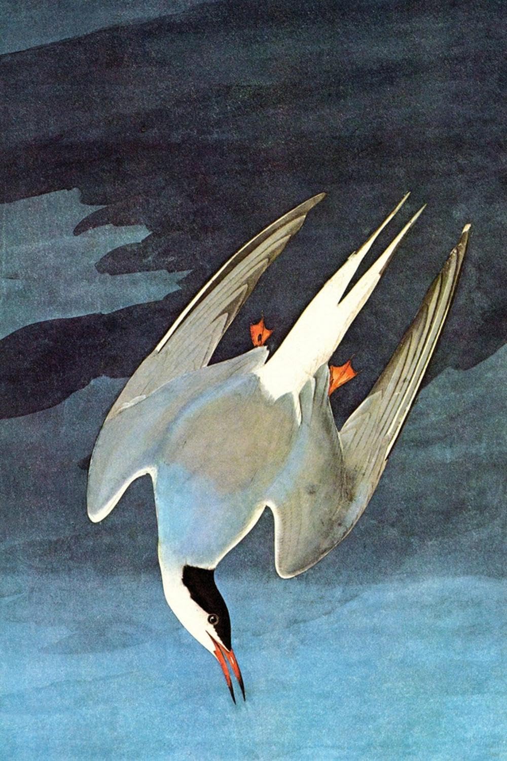 Amazon.com: ART.COM Wall Art Print Arctic Tern by John James