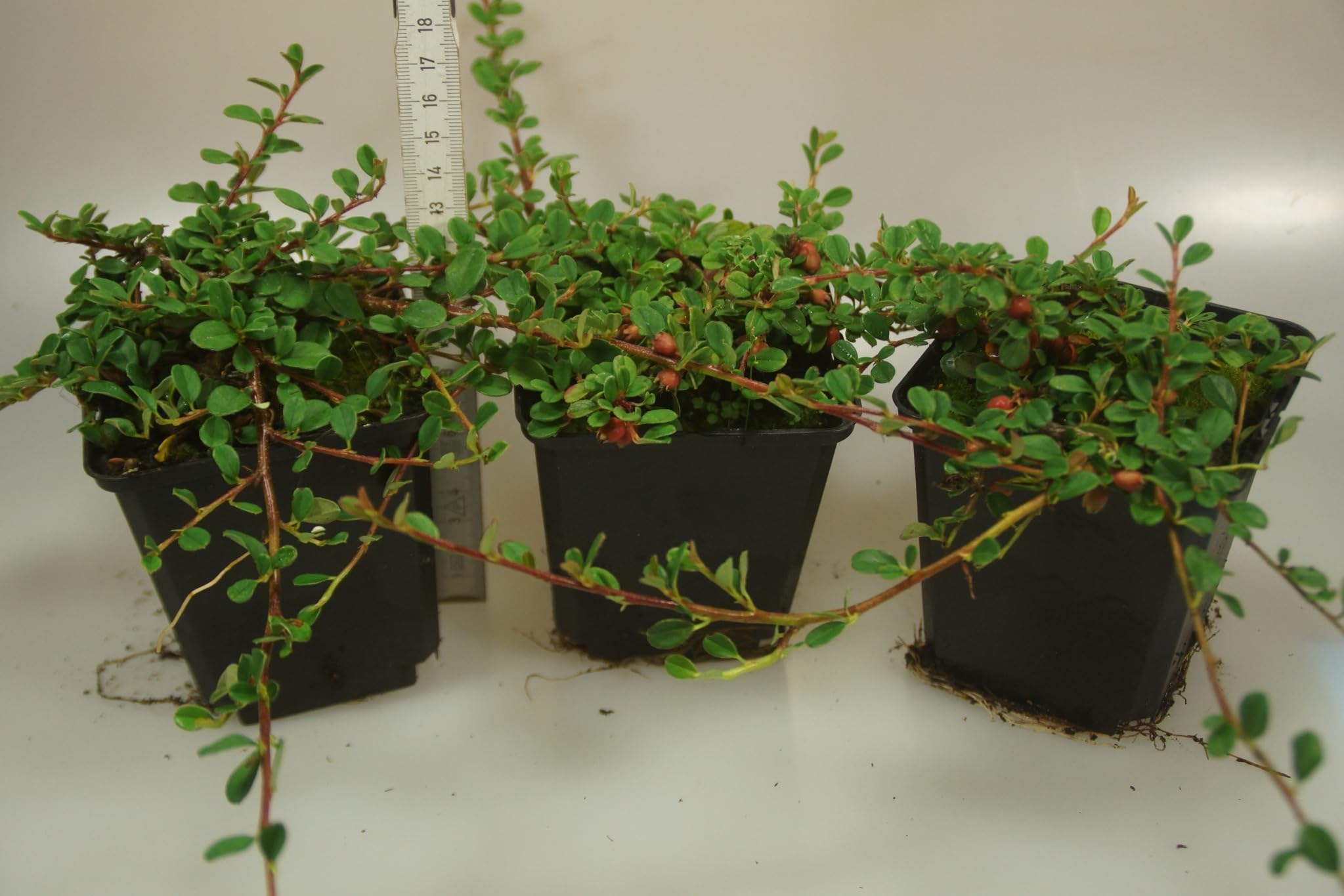 Stauden Gänge 10 x Cotoneaster dammeri 'Stribs Findling' Zwergmispel | Immergrüner Bodendecker für Sonne bis Halbschatten, Blüte Mai bis Juni, mehrjährig, 9x9 cm Topf