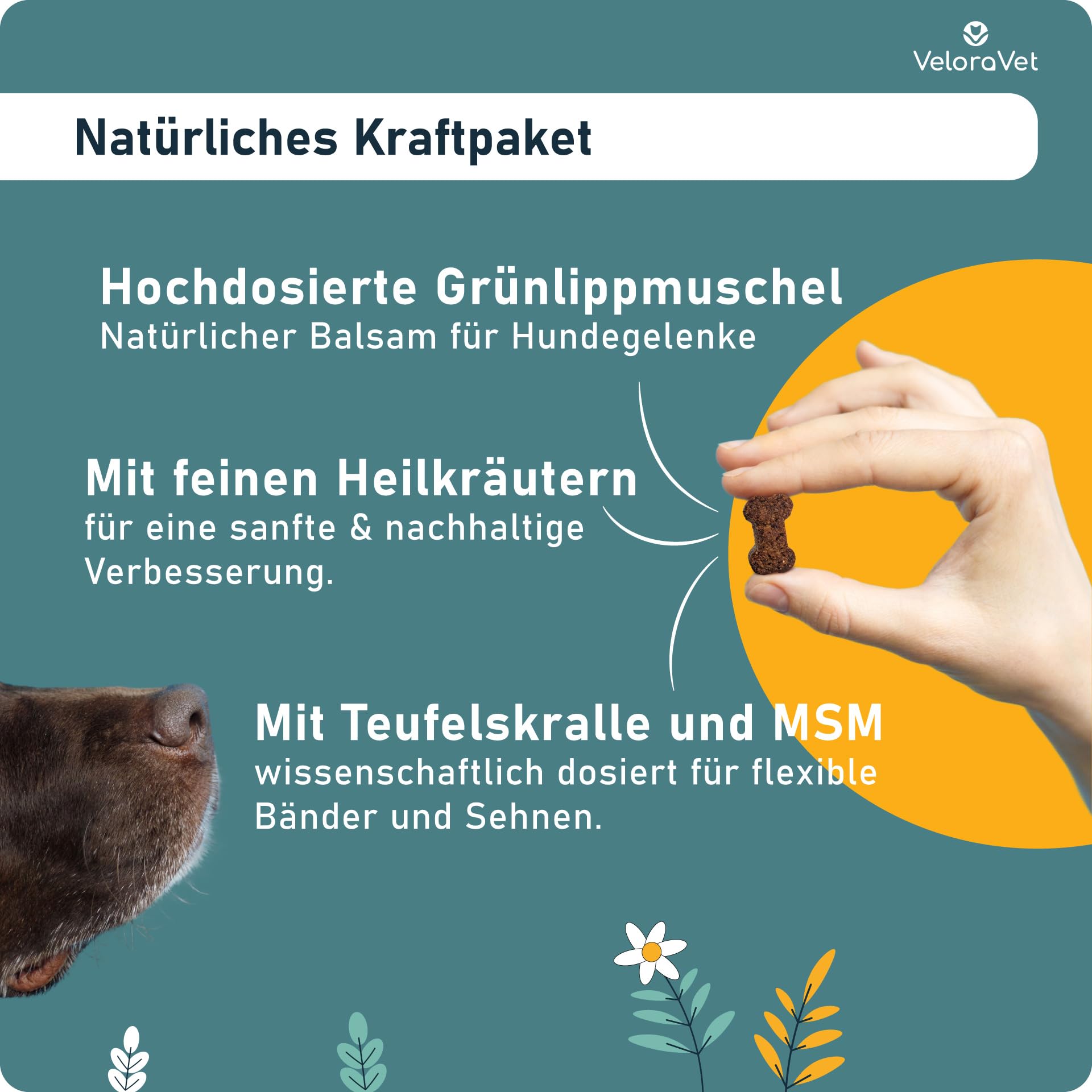 Grünlippmuschel Gelenktabletten Hund – HOCHDOSIERT mit Grünlippmuschelpulver, MSM, Teufelskralle, Glucosamin & Kollagen – Keine Kapseln, hohe Akzeptanz – Gelenk- & Knochenschutz – 60 Stück