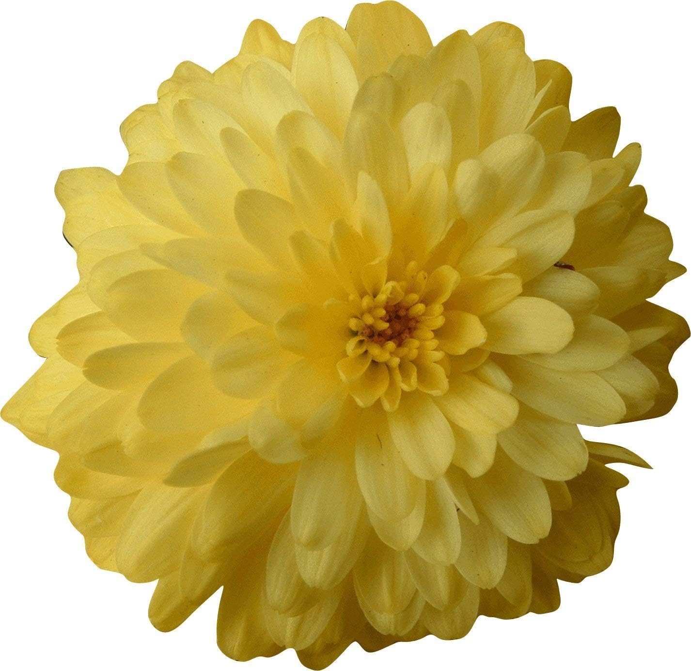 Clark Chrysanthemum Wall Decal Cutout 48"x48"