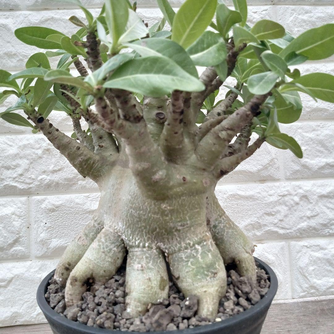 レア g13 アデニウム ドワーフ タコ足 塊根植物 コーデックス アラビカム Amazon.co.jp: g68 アデニウム ドワーフ タコ足 塊根植物