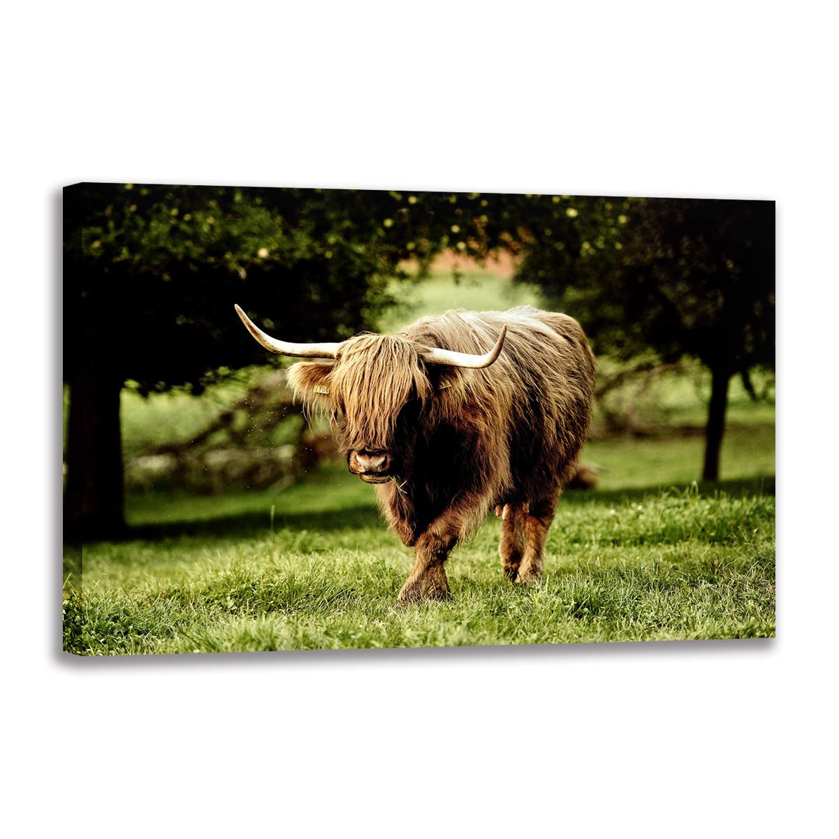 Poster vache Highland sur toile pour transformer un mur vide 40x60 - 8