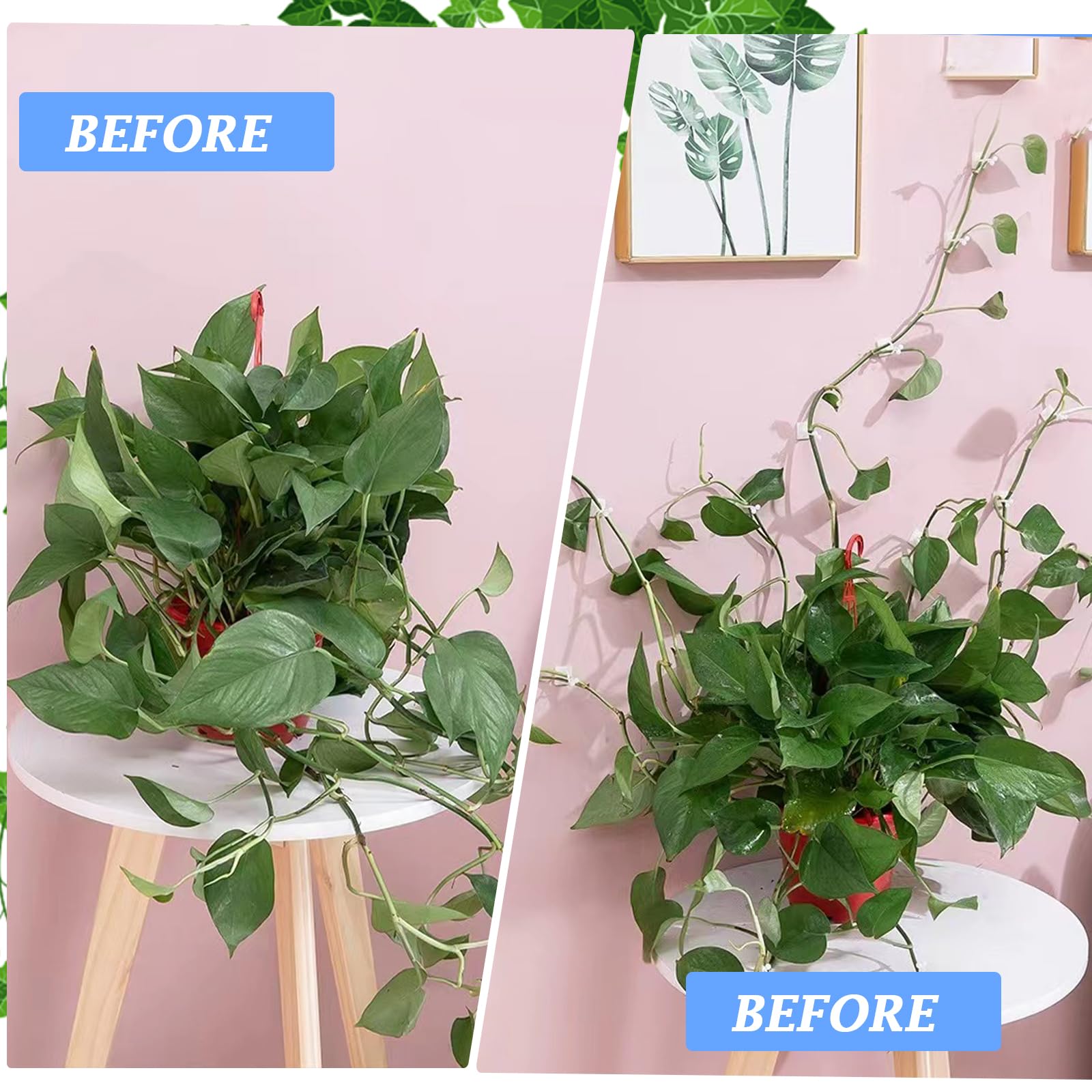 EYVRPAU 50 pièces Plante Grimpante Support Clips, Crochet Fixateur Mural Auto-adhésif, Attache et Clip pour Plantes Murales, Tuteur et Accroche Décoration de la Maison