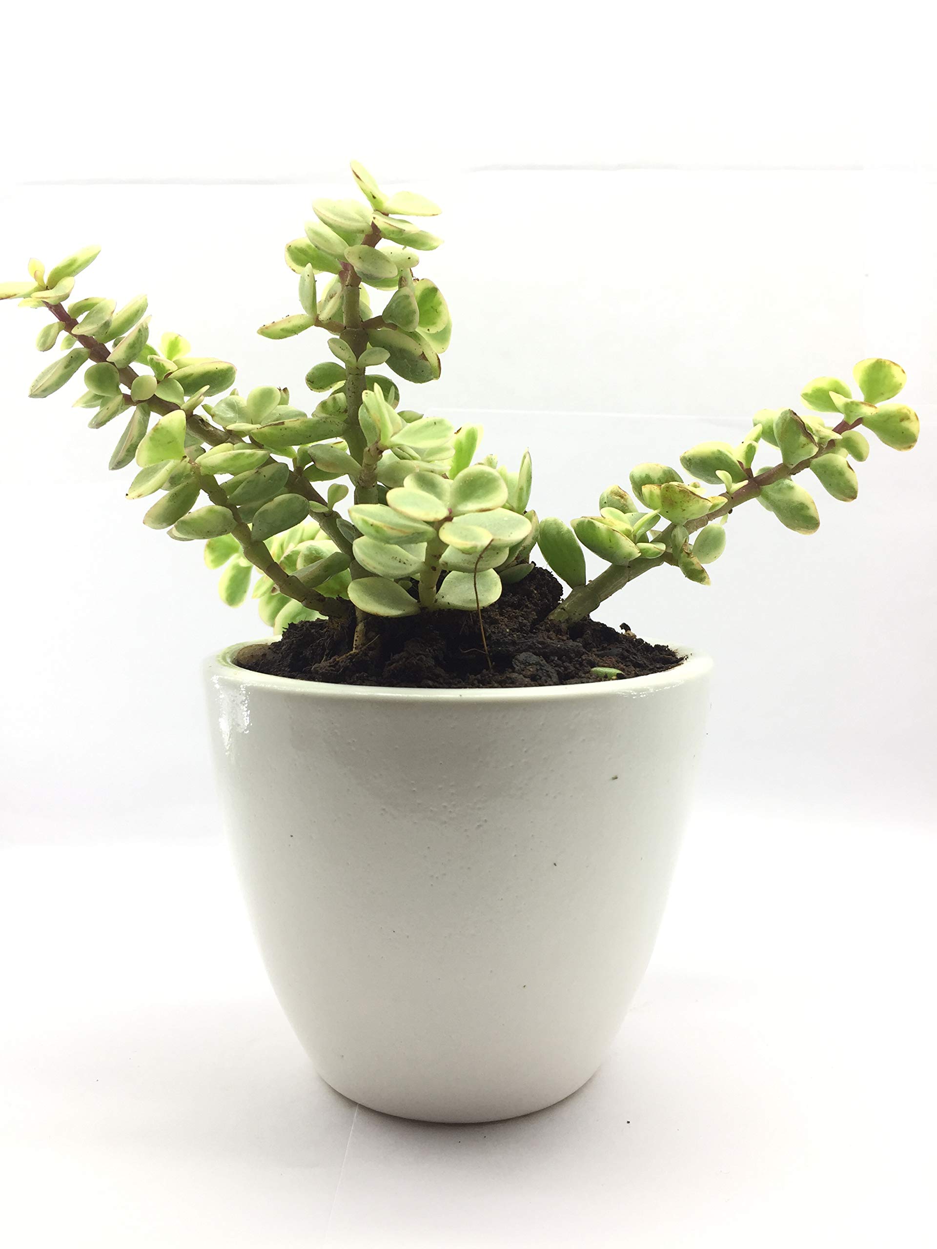Eaglesford Black Gold Good Luck Variegated Jade Plant (Lucky Plant, Feng Shui Plant, Decorative Plant, Beautiful low maintenance Plant) (B07GTR4G3T) Amazon Price History, Amazon Price Tracker