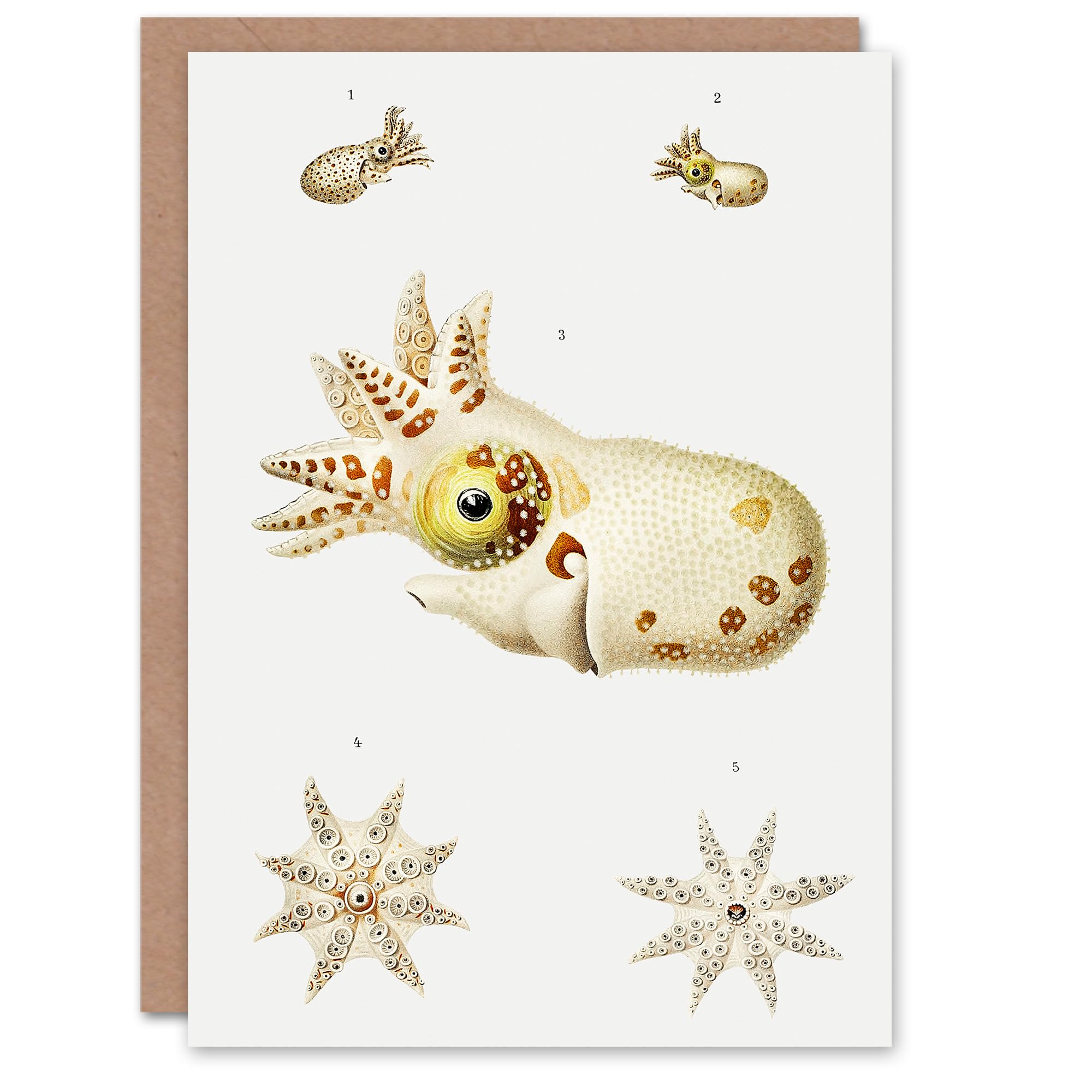 Artery8 Carl Chun Art Card Vintage Cephalopod Marine Life Illustration