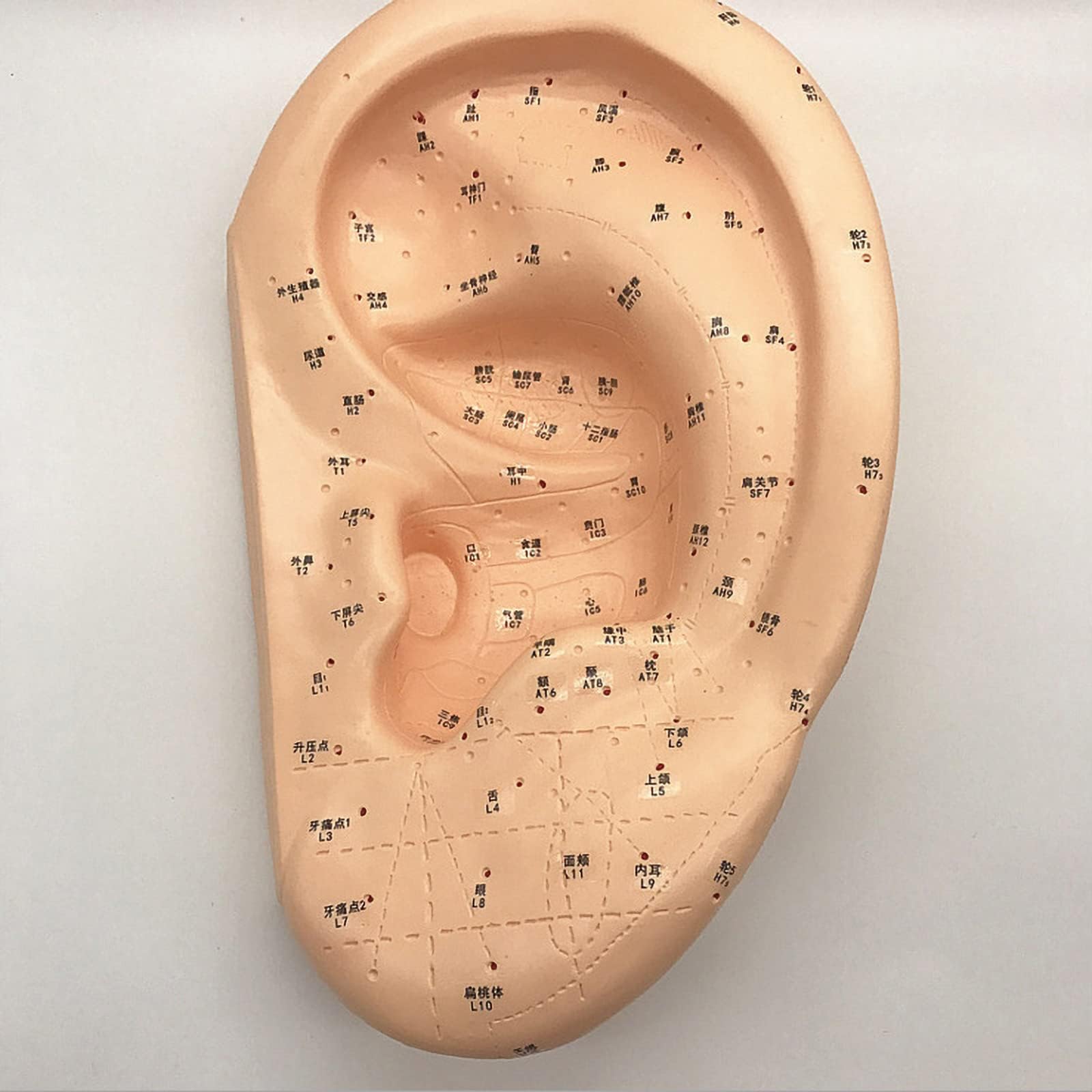 Modello di massaggio auricolare e agopuntura di grandi dimensioni da 40 cm, modello di agopuntura dell'orecchio in PVC per dimostrazione in aula medica, insegnamento della medicina tradizionale cinese