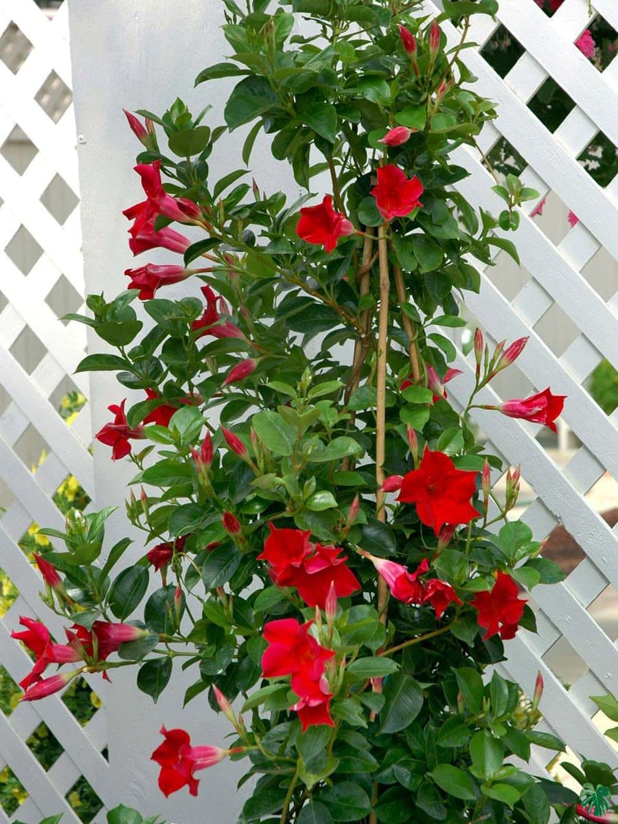 Red Mandevilla Plant - Lush Flowers FREE SHIPPING -1