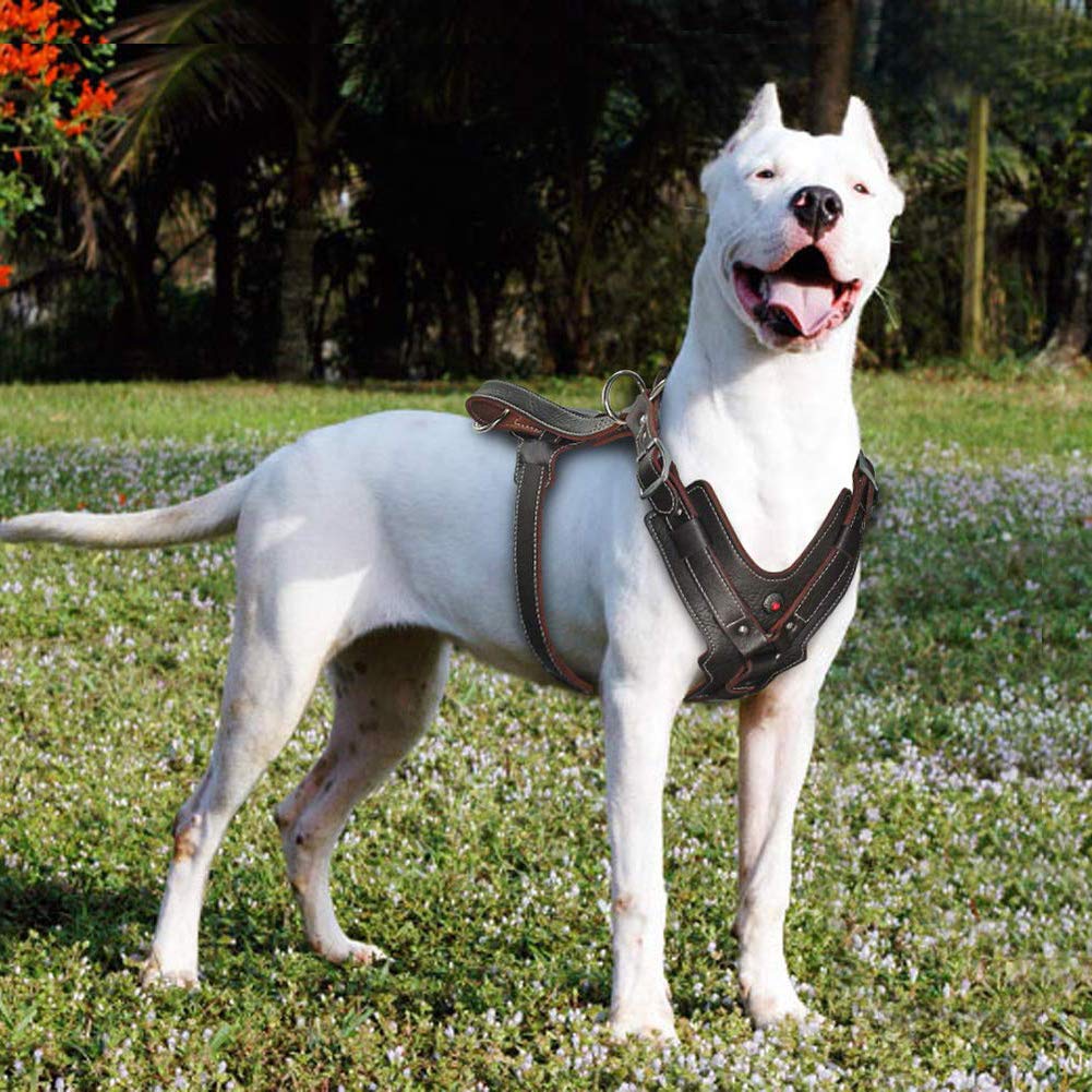 Arnés para perro de piel auténtica, duradero, ajustable, para perros grandes, control rápido con asa, accesorio para mascotas para Labrador K9 (L)