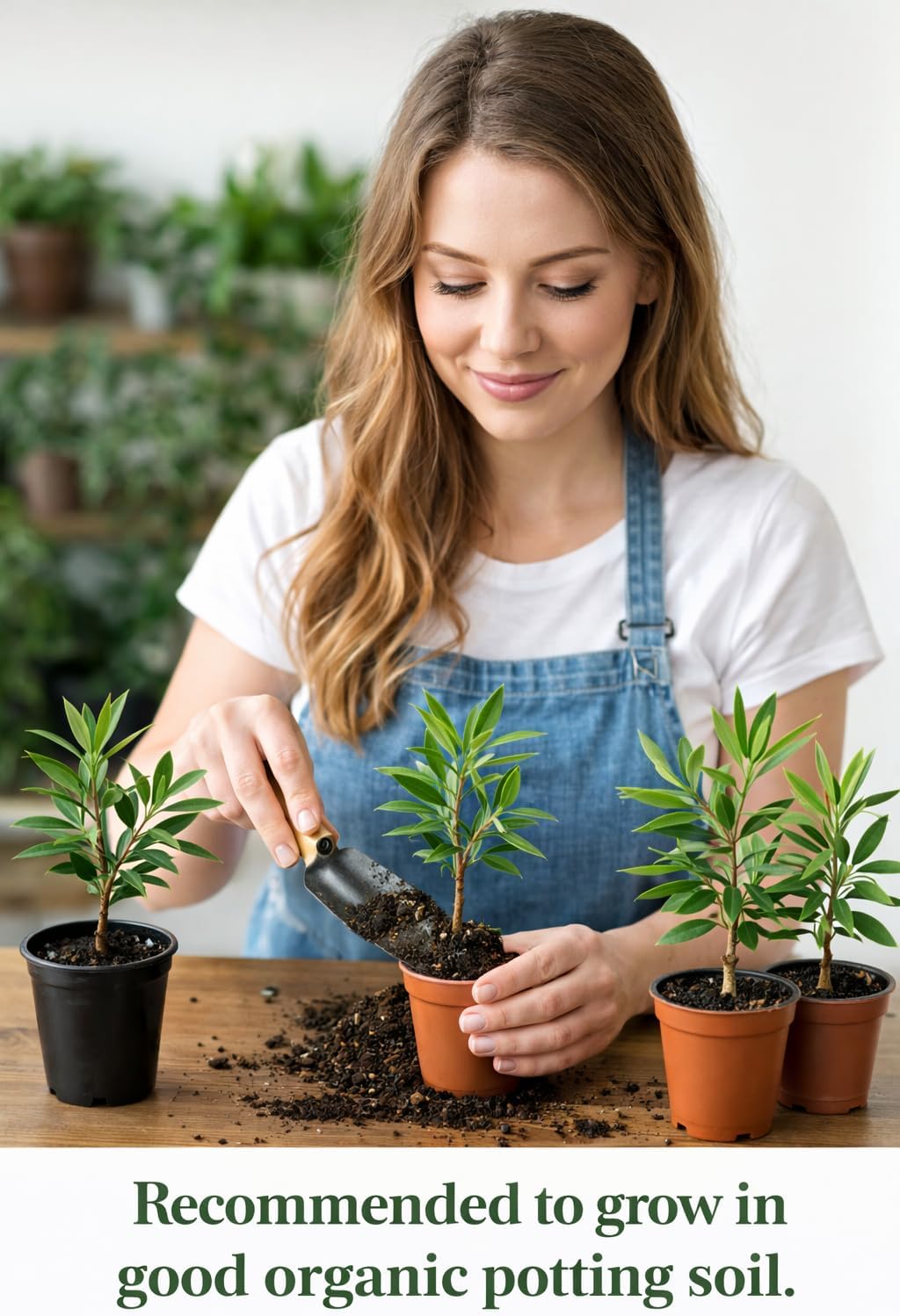 Olive Trees Arbequina (Black) Includes Four (4) Live Plants