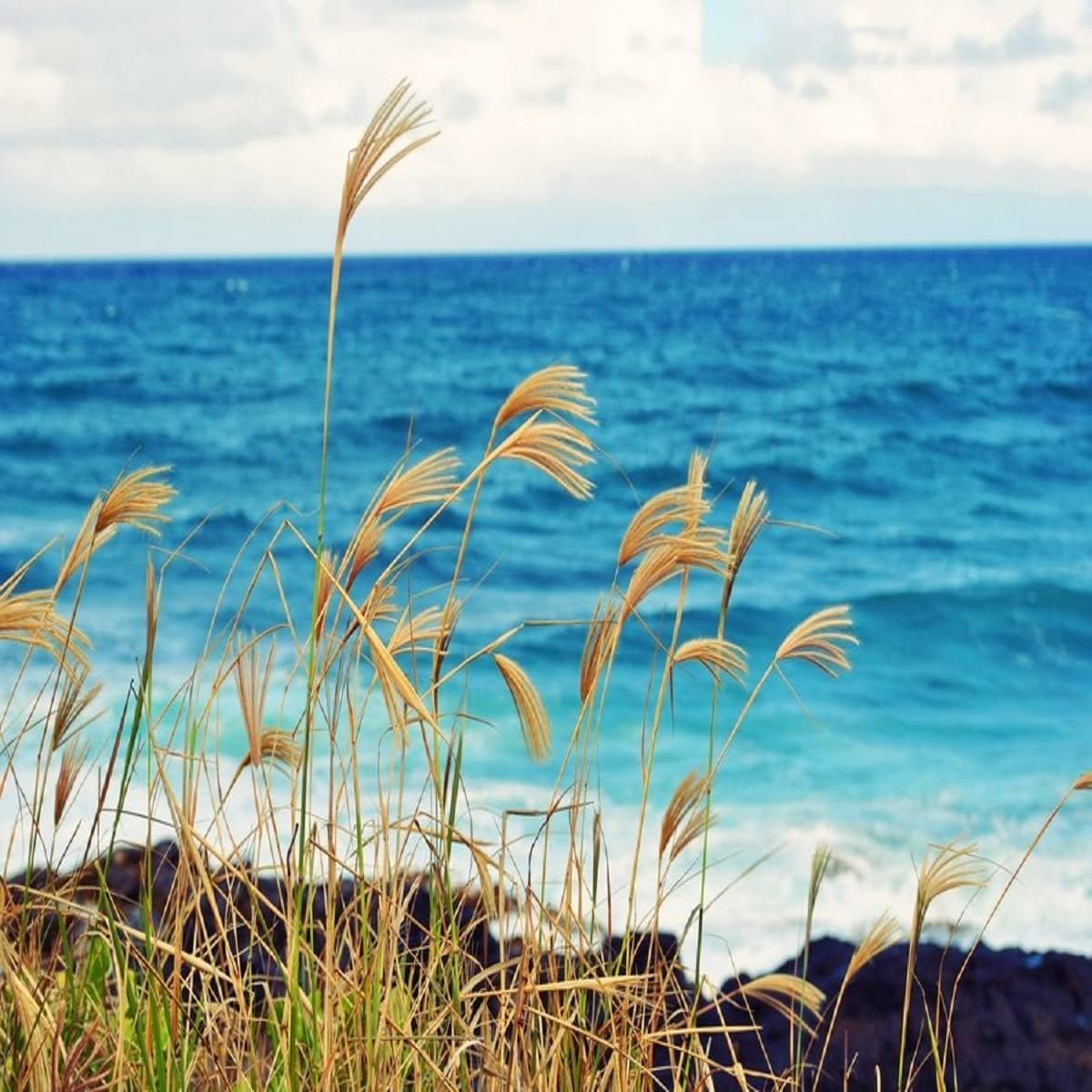 Ocean Breeze Fragrance Oil (16 oz Bottle) for Candle Making, Soap Making, Tart Making, Room Sprays, Lotions, Car Fresheners, Slime, Bath Bombs, Warmers… - Image 2