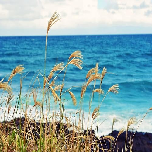 Miniatura 2 de Aceite aromático Ocean Breeze (botella de 4 onzas) para fabricación de velas, fabricación de jabón, fabricación de tartas, aerosoles de habitación,