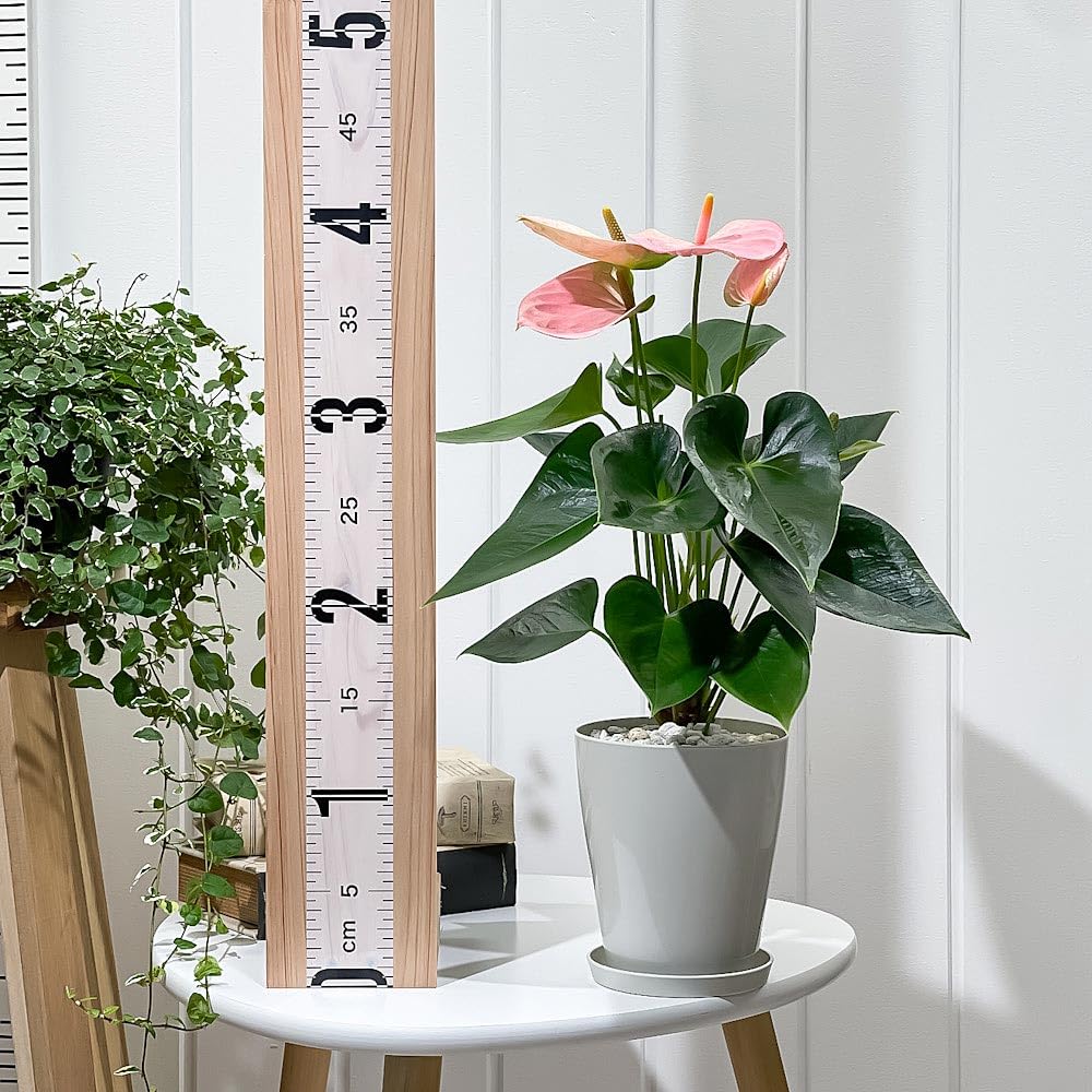 Amazon｜PLANCHU 観葉植物 アンスリウム スイートドリーム 4号鉢