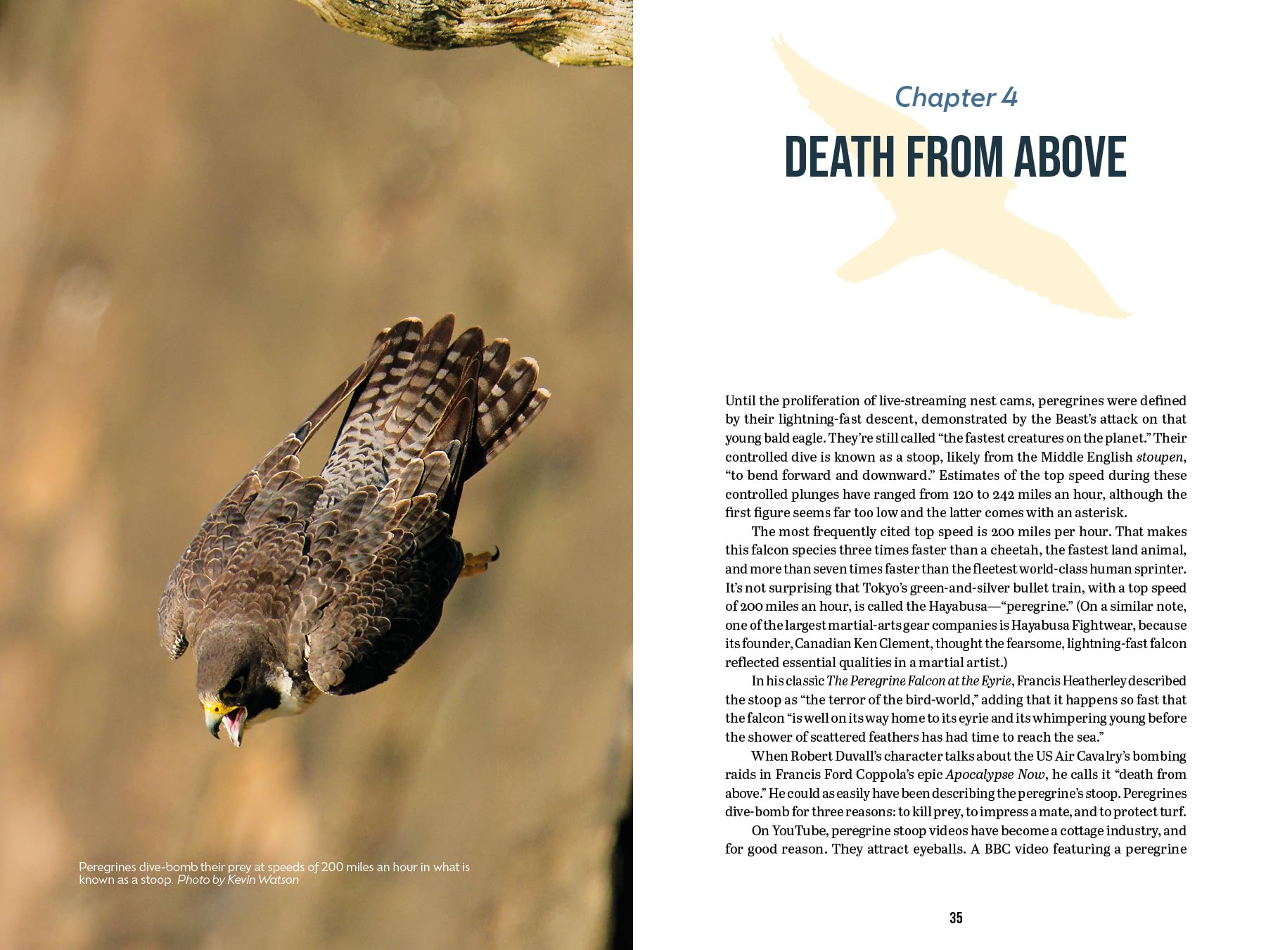 The Peregrine Falcon: The Epic Life and Times of the World's Fastest Creature