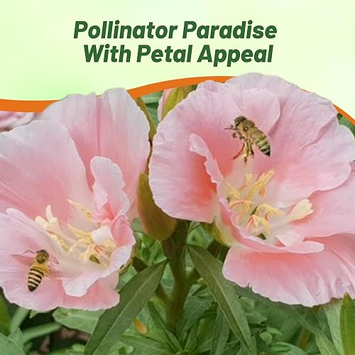 Miniatura 7 de Outsidepride 10000 semillas anuales Godetia Sybil Semillas de flores de salmón para plantar