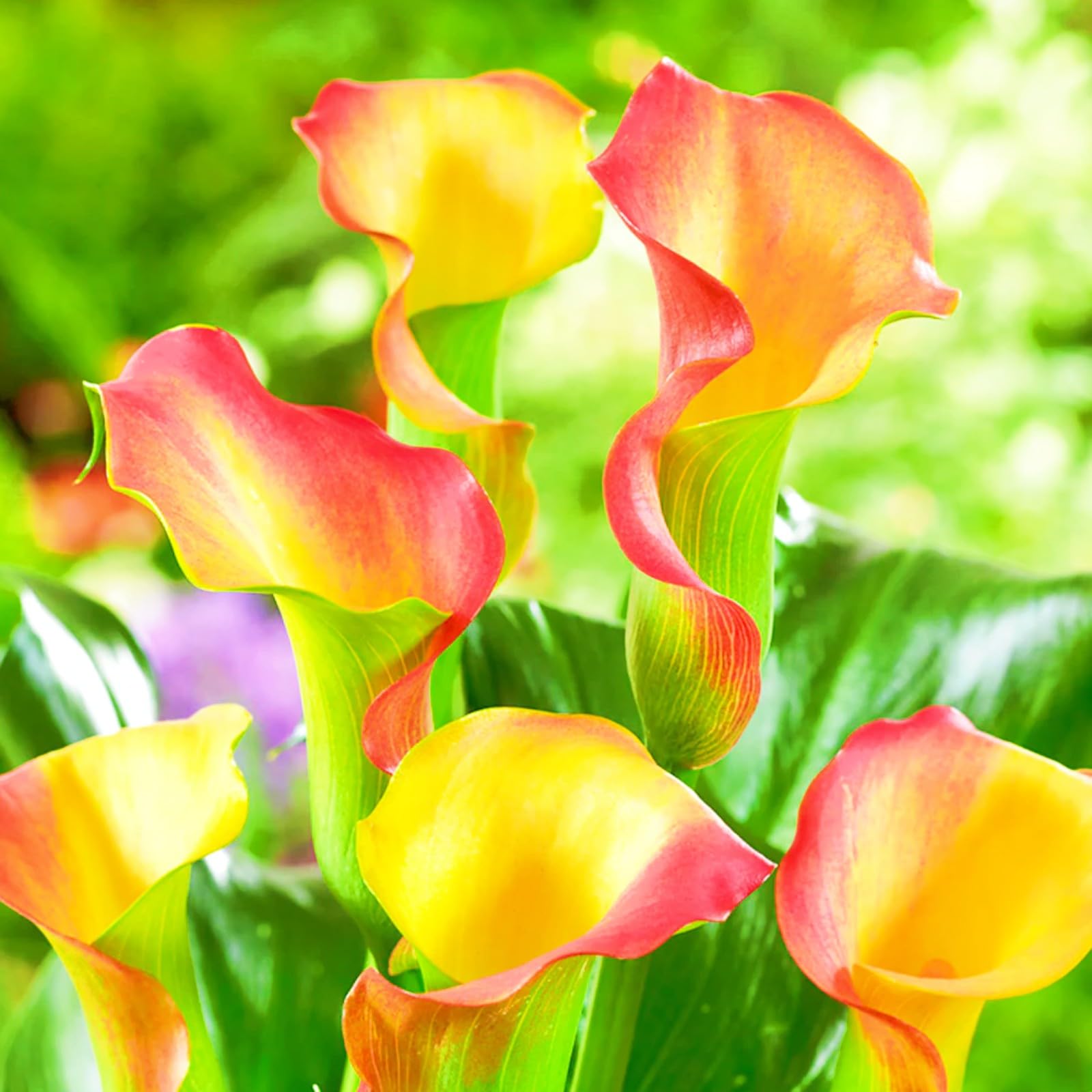 Calla Lily Bulbs Rare Calla Lily Best Decoration Wedding Flowers/Garden Flowers/Plant Bulbs-8bulbs-d โ image 1