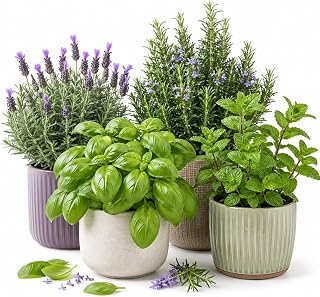 Set of 4 Mixed Herb Live Plants, 4-6 Inches Tall, Assorted Rosemary, Min...