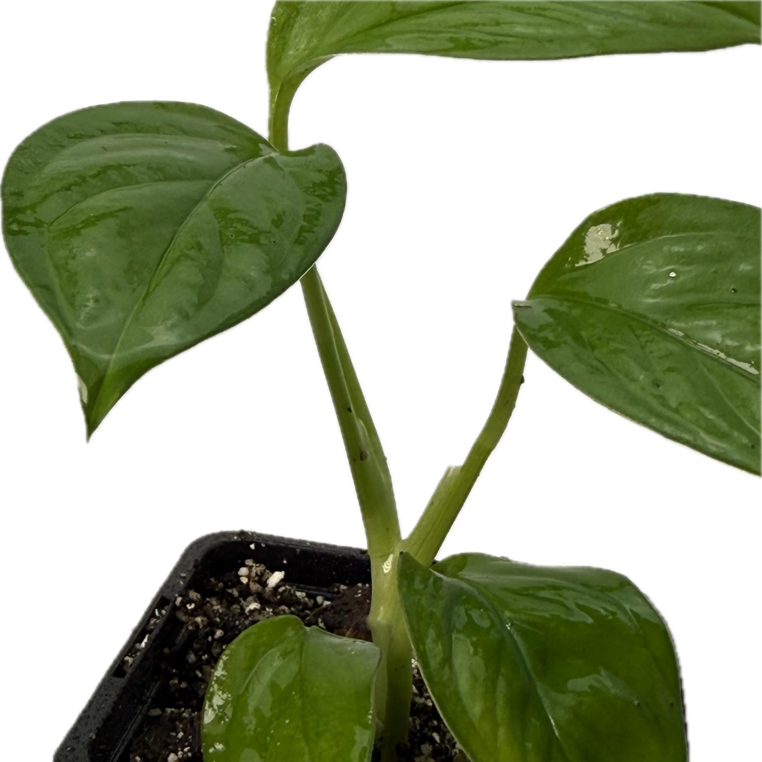Monstera obliqua cf pangui – pianta da interno rara | pianta rampicante per tutore in muschio e supporto | pianta da collezione esclusiva per ambienti interni