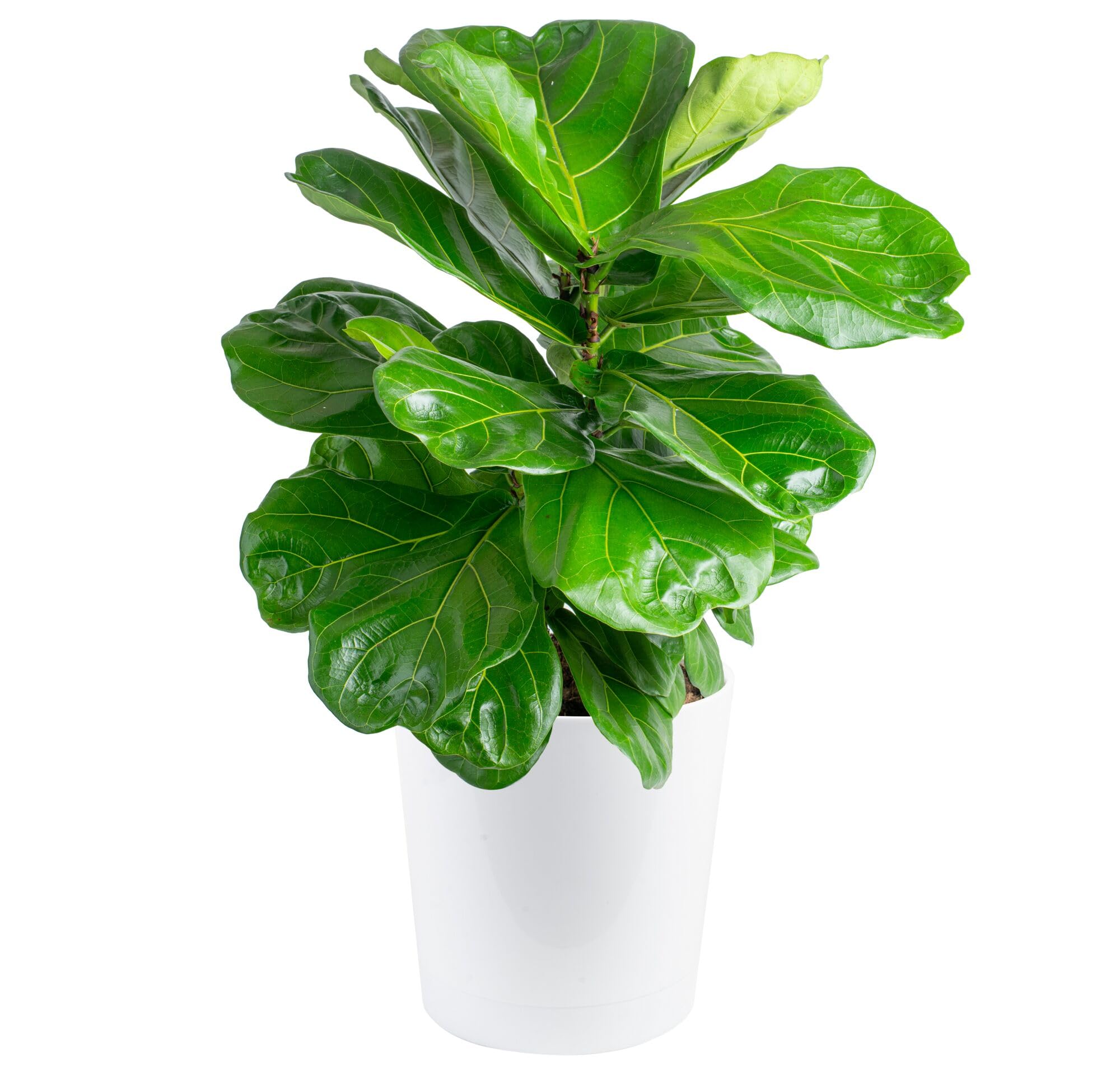 Costa Farms Fiddle Leaf Fig, Live Indoor Plant, Floor Plant, Statement Tree