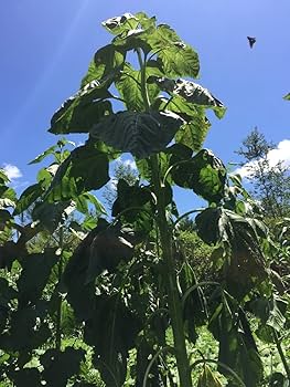 Amazon.com : 1259-Giant Sunflower King's Kong (Helianthus