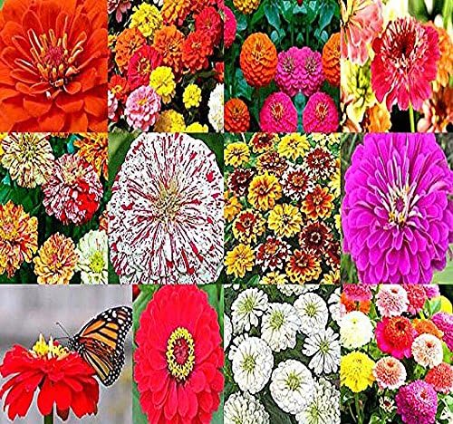 MySeeds.Co - BIG PACK Seeds Zinnia Rainbow Mix Flower Seeds (2,000+)