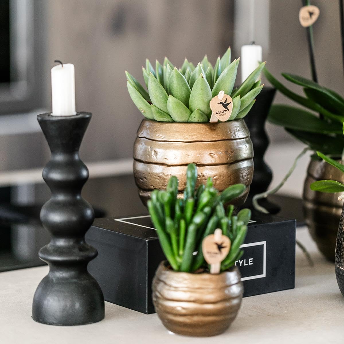Orchidées jaunes et rouges en pot 9 cm, plante d'intérieur fraîche de l'éleveur