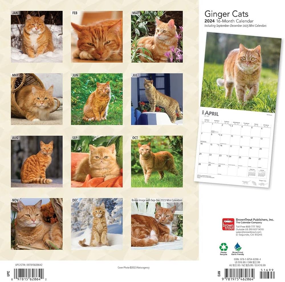 Amazon.co.jp: 2024年 茶トラ猫 カレンダー/ブラウントラウト 30.5 x