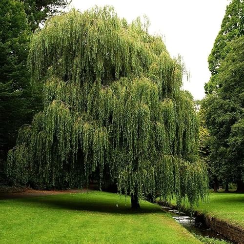 Weeping Willow - 1 Gallon Established Potted Plant - Salix babylonica, Fast Growing Tree, Shade Tree,